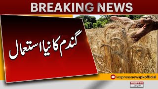 Gandum Ki Paidawar Ka ghalat Takhmina Kesay Laga | Wheat Procurement  | Pakistan News | Latest News