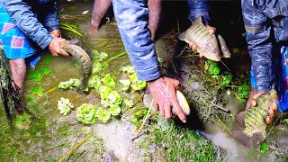 রাতে মাছ ধরার সেরা মহুর্ত | Traditional Hand Fishing At Night| Hand Fishing With Torch Light|পর্ব ২৮