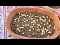 మైక్రో గ్రీన్స్ పెంచడం ఎలా how to grow microgreens hydroponics terrace garden saileela vlogs