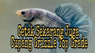 RAHASIA Cara Dapatkan Grizzle Top Grade