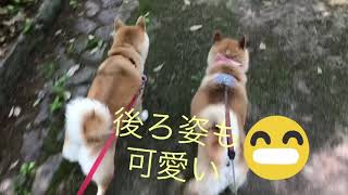 柴犬のいる生活[shibainu]お尻ふりふり