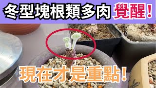 冬型块根类多肉植物逐步苏醒，现在，重点来了！【多肉老哥哥】