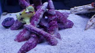 Snowflake Eel Feeding Time