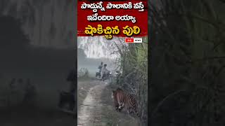 పొద్దున్నే పొలానికి వస్తే ఇదేందిరా అయ్యా! షాకిచ్చిన పులి