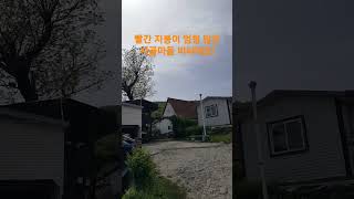 빨간 지붕 시골마을 신기하네! 재미있는 Shorts 시골집 옛날집 오지마을 부동산 여행 한옥