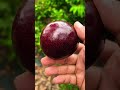 ഭംഗി കണ്ടാൽ ആരും നോക്കിനിന്നുപോകും...പക്ഷെ 😍😍😍😍 fruitcutting fruit