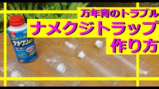 ナメクジトラップの作り方【万年青の病害虫　なめくじの駆除】万年青のトラブル　簡単トラップビール　ナメクジの習性　豊明園ではどうしているか【万年青の豊明園】【Rohdea japonica OMOTO】