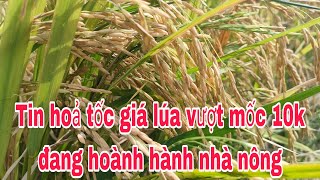 Bán lúa xông đi đám vỗ bên cồn luôn bà con ưi