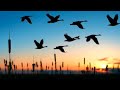 Why do birds fly south for the winter- Answer