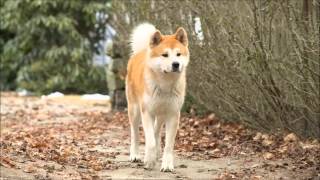 Hachiko Soundtrack Goodbye & To Train Together
