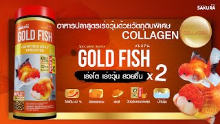 อยากให้วุ้นปลาทองสวยเด้ง ต้องมีคอลลาเจนในอาหารปลา แนะนำ SAKURA SPECIAL GOLDFISH