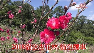 (4K) 2018貓空杏花林.火炬剌桐 Erythrina Caffra.貓空纜車風光  4K Ultra HD