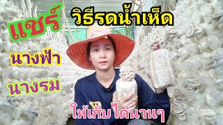 วิธีการรดน้ำเห็ดนางฟ้า เห็ดนางรม รดน้ำวิธีนี้เห็ดออกนาน และออกทนมาก