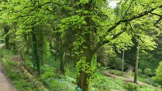 Eas Mor Forest Walk, Isle of Arran