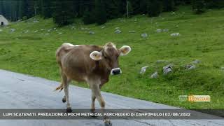 LUPI SCATENATI, PREDAZIONE A POCHI METRI DAL PARCHEGGIO DI CAMPOMULO | 02/08/2022