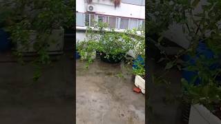 রেমাল ঝড়ে ছাদের গাছ গুলোর কি হলো 😲🌧️ #Cyclone #rooftopgarden #trending #viral #shorts #rimalcyclone