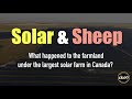 298. Sheep and Solar - What happed to all of the farmland under Canada's largest solar project?