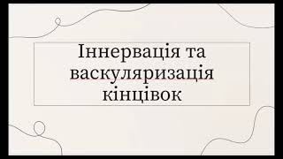 ІННЕРВАЦІЯ ТА ВАСКУЛЯРИЗАЦІЯ КІНЦІВОК