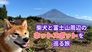 かわいい柴犬と富士山周辺ホットスポットを巡る旅