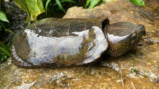 Oh my god! It's twins !! Chinese headed turtle platysternon megacephalum