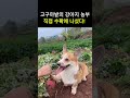 강아지가 땅을 파는 이유 강아지 강아지영상 귀여운강아지