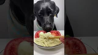 كلب |  كلب ياكل اندومي |  كلب ياكل اندومي حار|  بندورة | dog