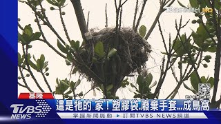 這是牠的「家」! 塑膠袋.廢棄手套...成鳥窩｜TVBS新聞