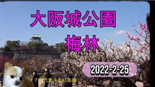 ７０代まったり生活（大阪城公園の梅林2022-2-25）