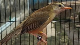 Ciblek Sawah Gacor Ngebren Panjang | Masteran Bren Terbaik