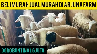 REVIEW HARGA DAN STOK TERBARU KAMBING DOMBA MERINO DAN DOMBOS/CROSS TEXEL DI ARJUNA FARM