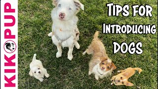 Dog training tips - introducing dogs