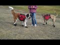 phoebe and warner s first day in ruffwear dog booties