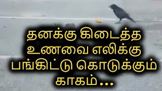 தனக்கு கிடைத்த உணவை எலிக்கு பங்கிட்டு கொடுக்கும் காகம்