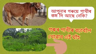 গৰুৰ গাখীৰ বঢ়াবলৈ খোৱাব এই ঘাঁহ