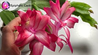 Schlumbergera hybrid - ‘Chiba Princess’