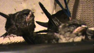 Chimney Swift feeding