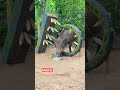 perangkap babi liar langsung wajib ketangkap animaltrap animals pigtrap