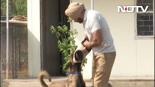 Canine Warriors To Fight Drug Menace In Punjab