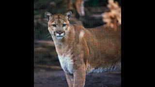 Live Stream Mountain Lion Exhibit