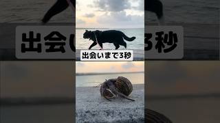 お散歩してたら巨大なヤドカリに出会った時の猫【帰り道】