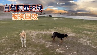 自驾阿里大环线被四只流浪藏犬围攻，大半夜还围着车乱叫【木公旅拍】