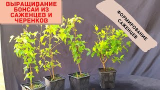 Бонсай производство, новое формирование и советы по выращиванию. Bonsai production. Growing tips