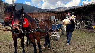 Life In A Mountain Village: We Ride Horses To Buy Sheep.🐴🐑