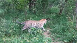 A special leopard sighting