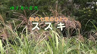 ススキ 秋の七草のひとつ お月見に供える素材 茎の先端に花序を出した開花風景～種子島の自然