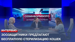 Севастопольские зоозащитники предлагают бесплатную стерилизацию кошек