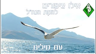 אילו ציפורים- להקת הנח\