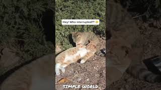 அது என் பொண்டாட்டில | Funny Dog vs Bullfrog | SIMPLE WORLD