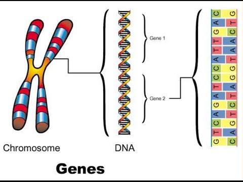 علم الجينات ١ - YouTube