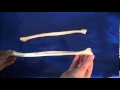 Overview tibia and fibula